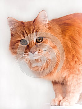 Fluffy Orange tubby cat photo