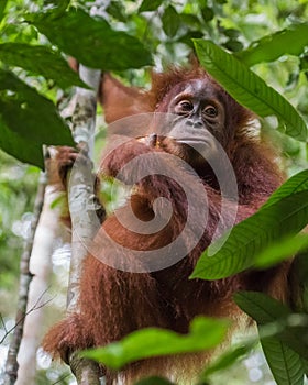 Fluffy orangutan sitting among the leaves on a tree (Bohorok, In photo