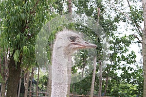 An fluffy ostrich looks special