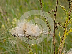 Fluffy overblown flower of a thistle