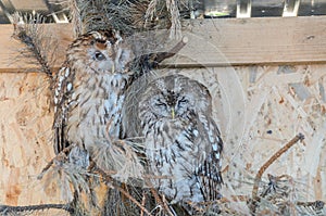 Fluffy owl in the aviary