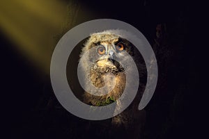 Fluffy owl chick in morning sun rays. Beautiful young eurasian eagle owl, Bubo bubo, perched in rotten decayed stump.