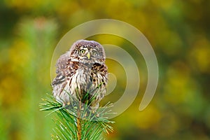 Fluffy owl. Eurasian pygmy owl, Glaucidium passerinum, perched and balacing on top of pine. Bird of prey in colorful autumn forest