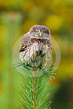 Fluffy owl. Eurasian pygmy owl, Glaucidium passerinum, perched and balacing on top of pine. Bird of prey in colorful autumn forest