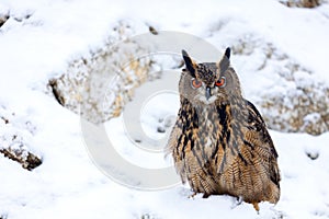 Fluffy owl in winter. Eurasian eagle owl, Bubo bubo, perched on snowy rock in snowfall. Beautiful large owl with orange eyes.