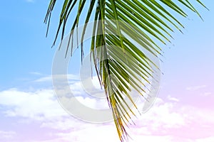 Fluffy palm leaf on blue and pink sky background. Tropical nature romantic toned photo. Vivid coco palm leaf