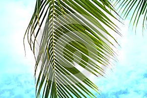 Fluffy palm leaf on turquoise blue sky background. Tropical nature artistic toned photo. Vivid coco palm leaf