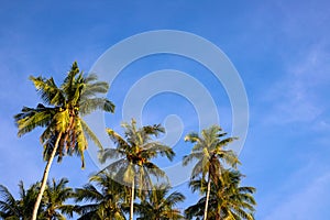 Fluffy palm tree on blue sky background. Idyllic tropical nature photo. Green palm leaf on wind. Idyllic tropical island