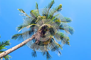 Fluffy palm tree crown on blue sky background. Coco palm top view photo