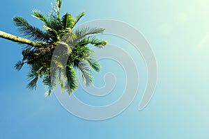 Fluffy palm tree crown on sunny blue sky background. Cinematic effect toned photo.