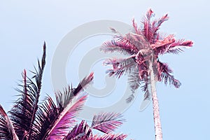 Fluffy palm tree crown on sunny blue sky background. Retro blue pink toned photo.