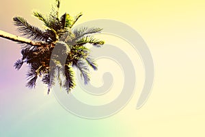 Fluffy palm tree crown on sunny blue sky background. Vintage yellow toned photo.