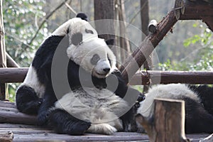 Fluffy Panda Bears in Chengdu , China