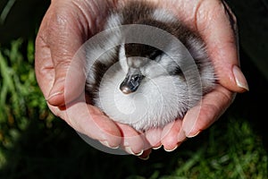 Fluffy Paradise duckling