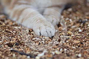 Fluffy paws on natural background, cat lying and resting on the ground with sawdust, ginger cat walking outdoors