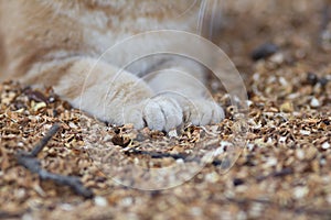 Fluffy paws on natural background, cat lying and resting on the ground with sawdust, ginger cat walking outdoors
