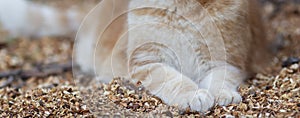 Fluffy paws on natural background, cat lying and resting on the ground with sawdust, ginger cat walking outdoors