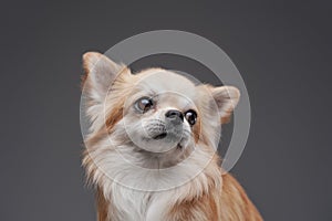 Fluffy pedigreed chihuahua puppy posing against gray background