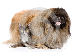 Fluffy Pekingese and cat together. isolated on white background