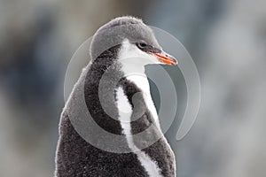 Fluffy Penguin Chick, Baby Gentoo Penguin - Pygoscelis papua -