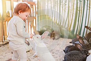 Fluffy pet eared rabbit stretches to sniff toddler