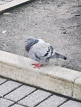 Fluffy pigeon standing on kerb