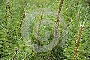 Fluffy pine branches with small cones. Evergreen plant, branch background, full frame. Close-up.