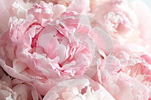 Fluffy pink peonies flowers