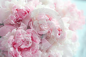 Fluffy pink peonies flowers