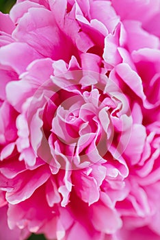 Fluffy pink peonies flowers background