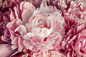 Fluffy pink peonies flowers background