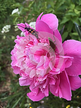 Fluffy pink peonies flowers background with bees