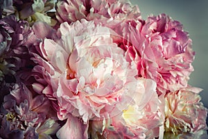 Pink peonies flowers background photo