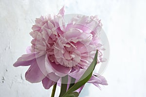 Fluffy pink peonies flowers background summer, plant, pion, peonies, nature, fresh, flower