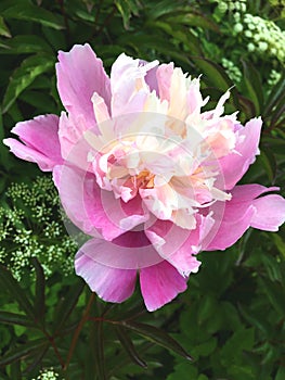 Fluffy pink peonies flowers at a dark green natural background