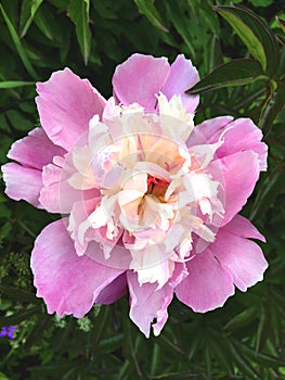 Fluffy pink peonies flowers at a dark green natural background