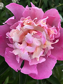 Fluffy pink peonies flowers at a dark green natural background