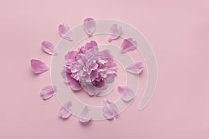 Fluffy pink peonies flowers on pink background. Dial of flowers