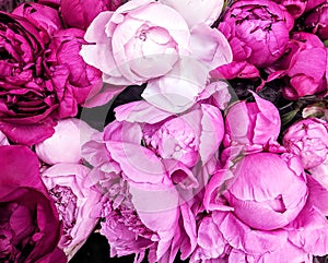 Fluffy pink and white peonies flowers background