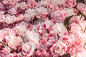 Fluffy pink and white peonies flowers background