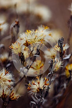 Fluffy plant with dried tiny flowers