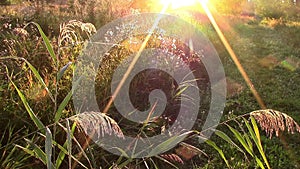 Fluffy plants in the sun rays. Morning sunny landscape