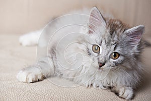 Fluffy playful gray kitty