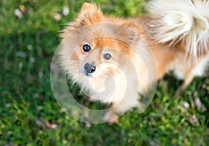 A fluffy Pomeranian dog looking up at the camera