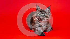 Fluffy pretty female Coon Cat of color black smoke lying down on red background and looking up