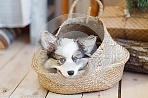 Fluffy puppy lies in a basket