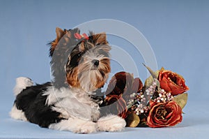 Fluffy puppy liyng with bunch of roses