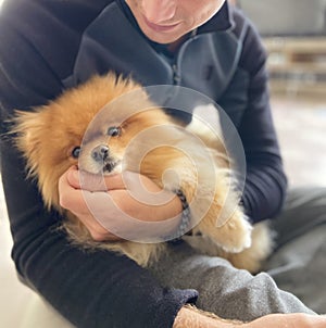 Fluffy puppy on mans lap.Human and animal connection.Gentle hug with best friend