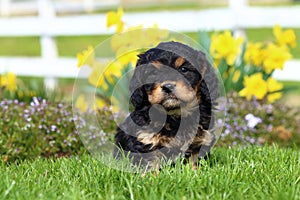 Fluffy Puppy Sits in Grass with Flowers in Background