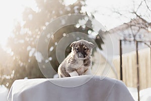 Fluffy puppy sitting on a blanket